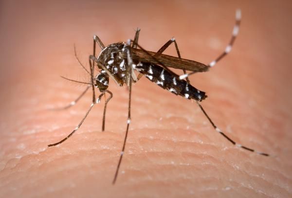 Dia D contra a dengue visa eliminar focos do mosquito