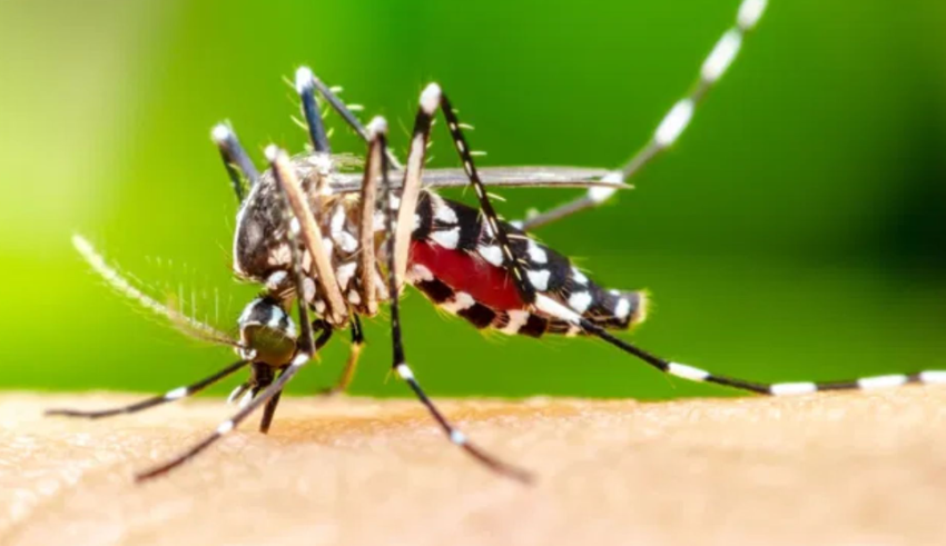 Sergipe confirma primeira morte por dengue em 2025