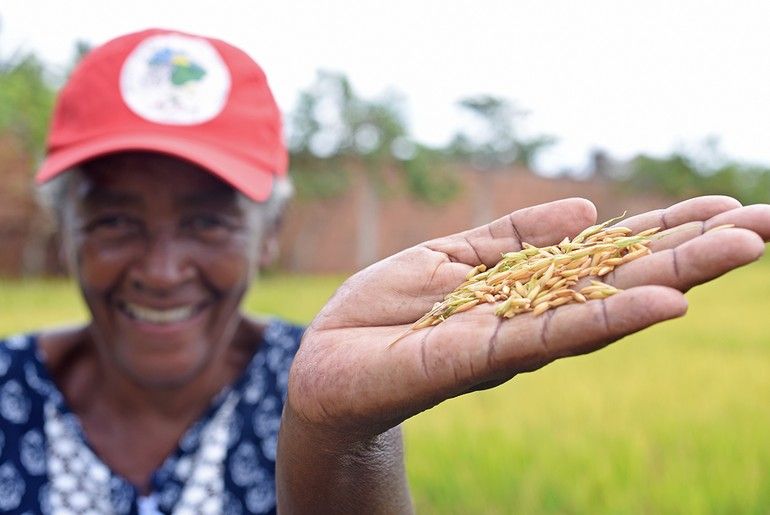 Famílias quilombolas e agricultores sergipanos fornecem arroz para alimentação solidária em São Cristóvão