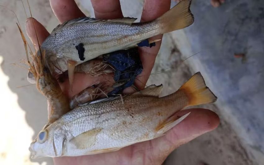 Mortandade de peixes é registrada no município de Estância