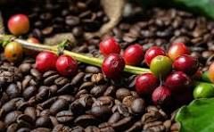 Preço do café aumenta 80% em 12 meses e tem maior inflação em 30 anos