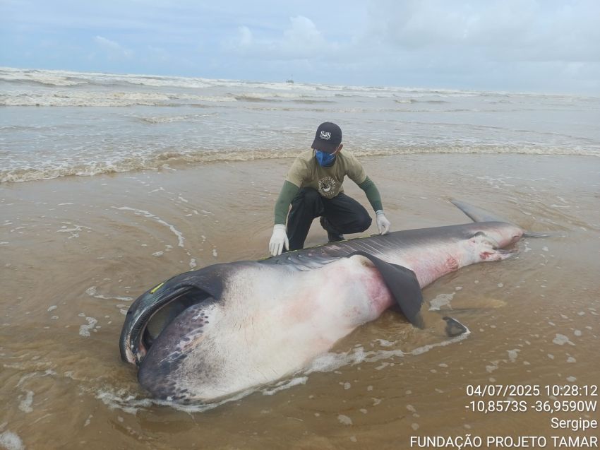 Tubarão raro é encontrado em praia da Barra dos Coqueiros