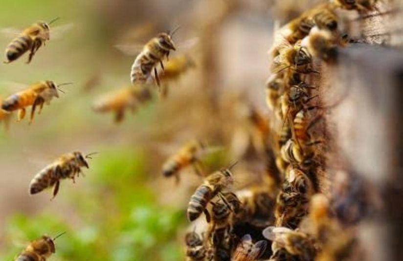 Ataque de abelhas deixa feridos na zona sul de Aracaju