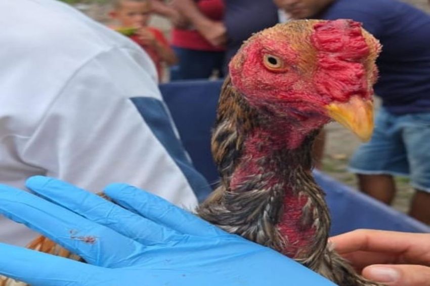 PM interrompe rinha de galos na Barra dos Coqueiros