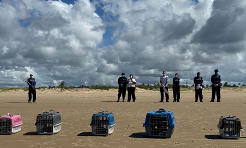 Aves marinhas que haviam encalhado em SE são devolvidas à natureza