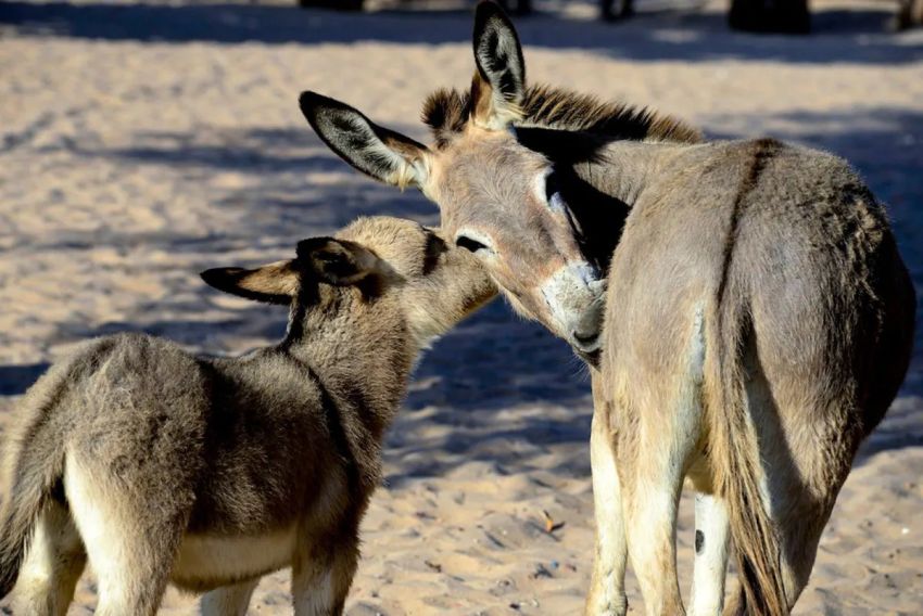 Extinção dos jumentos no Brasil: entenda impactos de comércio predatório