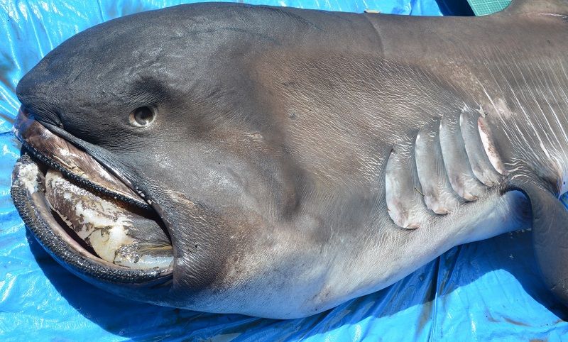Tubarão raro achado em SE é um dos maiores encontrados no Atlântico