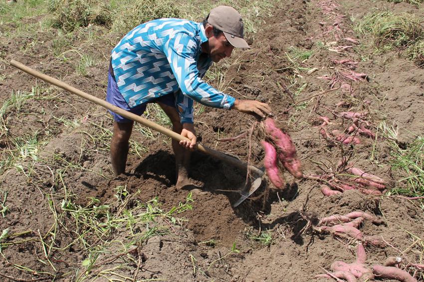 365 AGRO Global Information