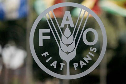 Com dívida inédita, Brasil corre risco de perder direito ao voto na FAO