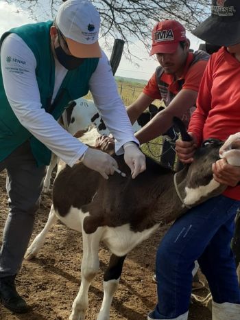 Senar Sergipe abre inscrições para cursos online nas áreas de suínos, bovinos e codorna