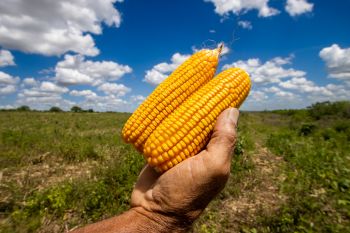 Peso do milho na produção agrícola sergipana passou de 5% a 50% em uma década