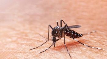 Casos de dengue nos primeiros três meses de 2024 superam todo o ano anterior em SE