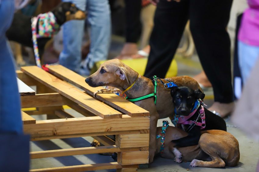 Campanha de adoção de pets acontece neste sábado em Aracaju