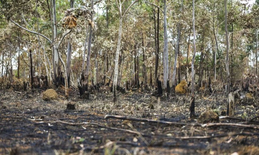Alta de 55% do desmatamento da Amazônia em abril liga o alerta no governo Lula