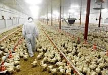 Gripe aviária: Ministério da Agricultura descarta caso suspeito da doença em Sergipe