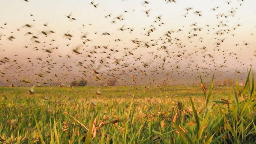 Nuvem de gafanhotos: praga ainda pouco conhecida exige monitoramento e  preocupa autoridades no Brasil Sergipe Notícias
