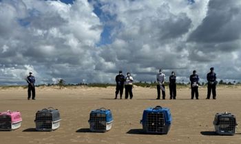 Aves marinhas que haviam encalhado em SE são devolvidas à natureza