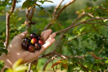 Jabuticaba contribui para controle do apetite e a cognição, aponta estudo