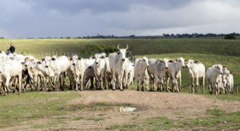 Produção pecuária em Sergipe atinge recordes no 3º trimestre de 2025