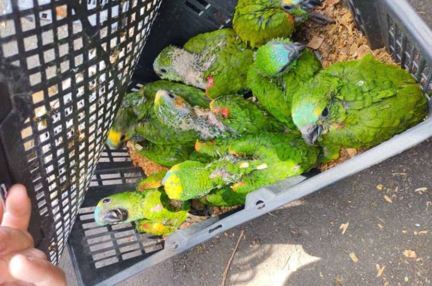 Indefesos, animais são presos e mortos por traficantes