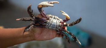 Defeso do caranguejo-uçá começa na terça de Carnaval