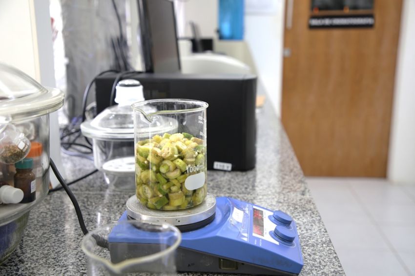 Biomolécula extraída do quiabo pode ser usada no tratamento de água potável