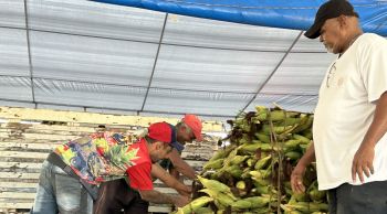 Cresce oferta de milho verde na Ceasa Aracaju com proximidade das festas juninas
