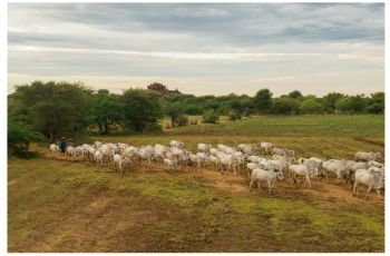 Exportações de carne bovina do Nordeste crescem mais de 50%