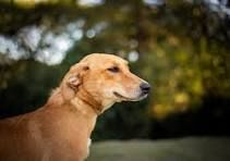 Vira-lata caramelo: teste de DNA revela a origem genética do cão mais amado do país