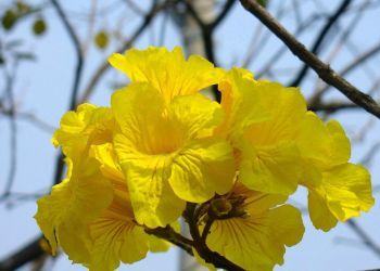 Primavera começa nesta terça-feira